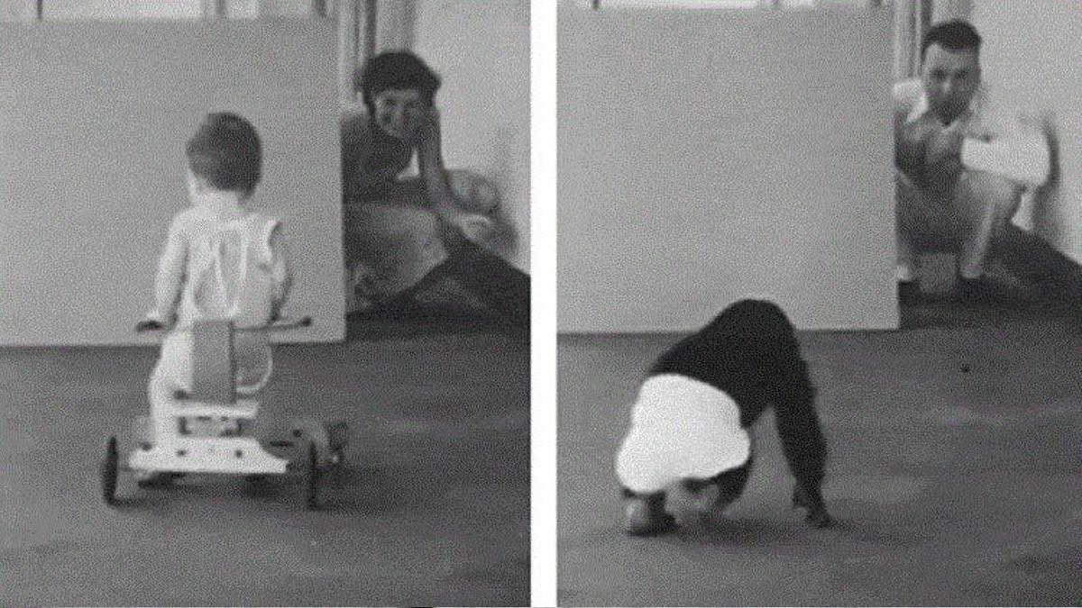 Tarihin En Ürpertici Deneylerinden Biri: Şempanzeyle Kardeş Olarak Büyütülen ve Gittikçe Ona Benzeyen Bebek