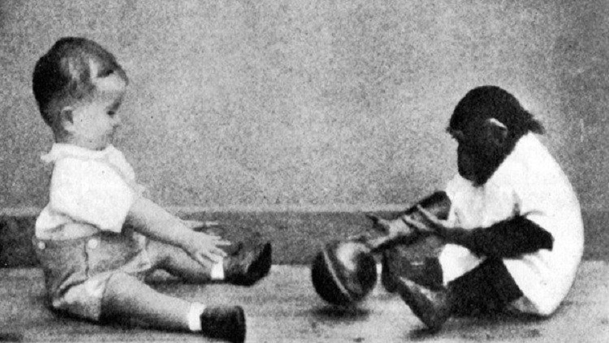 Tarihin En Ürpertici Deneylerinden Biri: Şempanzeyle Kardeş Olarak Büyütülen ve Gittikçe Ona Benzeyen Bebek