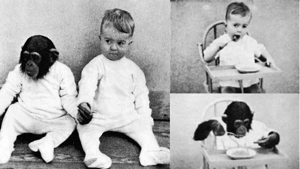 Tarihin En Ürpertici Deneylerinden Biri: Şempanzeyle Kardeş Olarak Büyütülen ve Gittikçe Ona Benzeyen Bebek