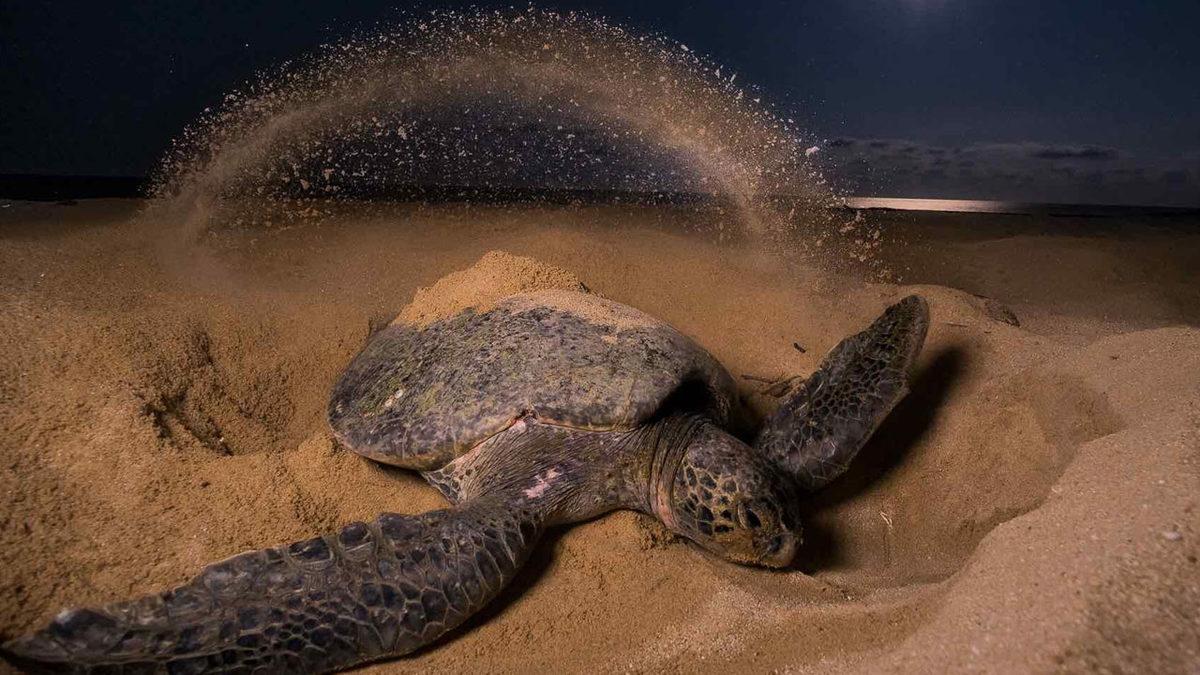 Okuduktan Sonra ‘En Asosyal Hayvan’ Diyeceğiniz Kaplumbağalar Hakkında 11 Şaşırtıcı Gerçek