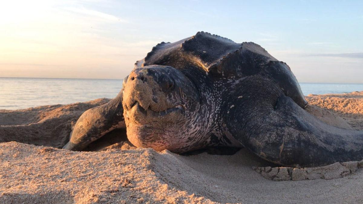 Okuduktan Sonra ‘En Asosyal Hayvan’ Diyeceğiniz Kaplumbağalar Hakkında 11 Şaşırtıcı Gerçek