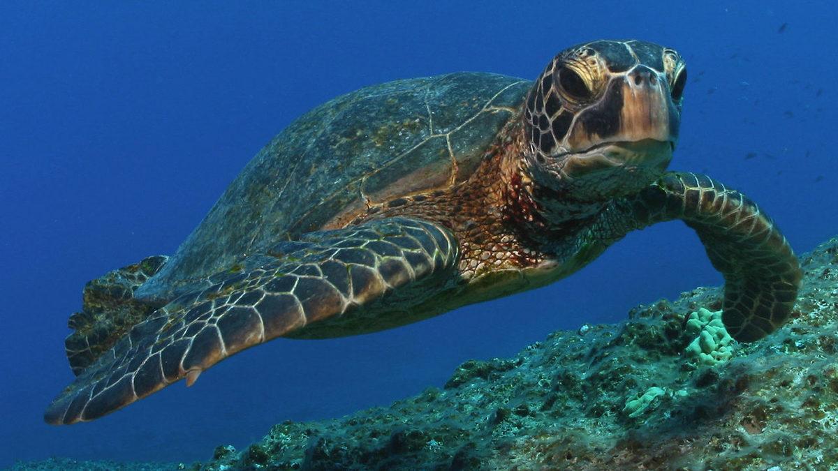 Okuduktan Sonra ‘En Asosyal Hayvan’ Diyeceğiniz Kaplumbağalar Hakkında 11 Şaşırtıcı Gerçek