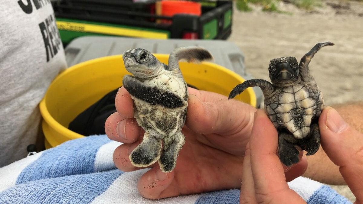 Okuduktan Sonra ‘En Asosyal Hayvan’ Diyeceğiniz Kaplumbağalar Hakkında 11 Şaşırtıcı Gerçek