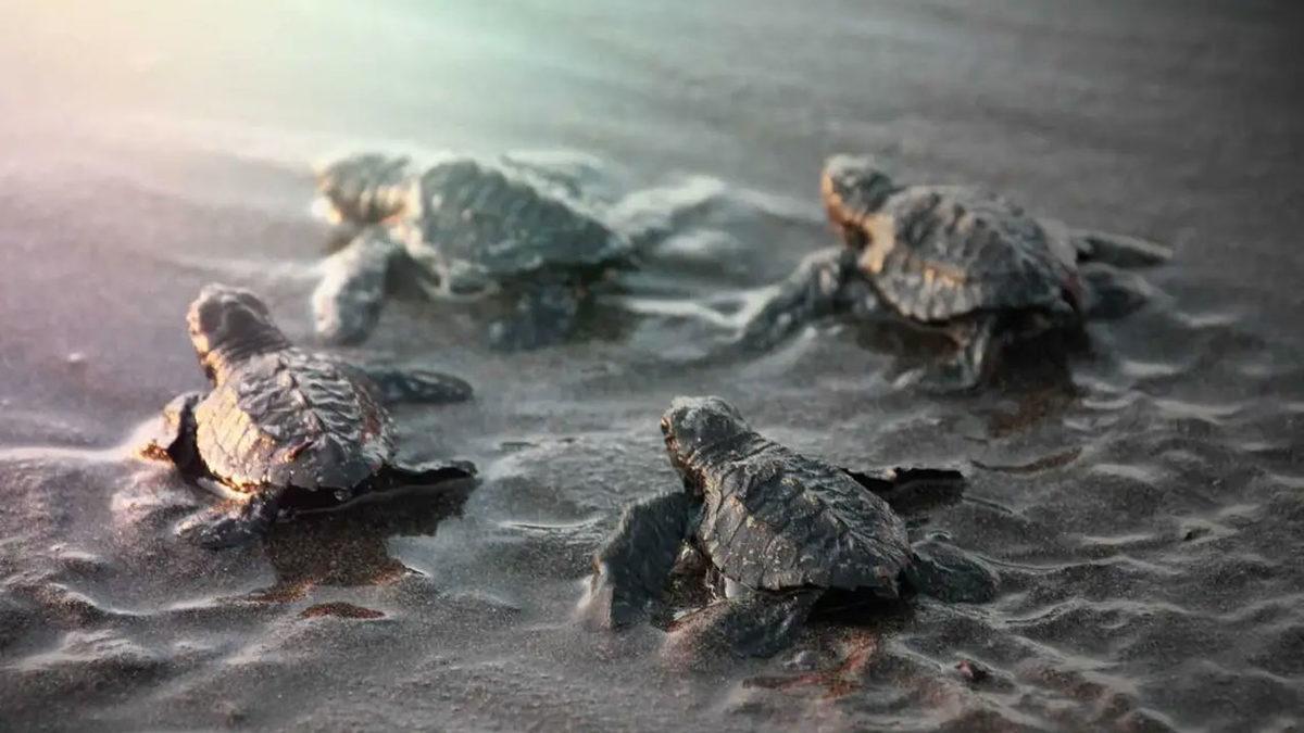 Okuduktan Sonra ‘En Asosyal Hayvan’ Diyeceğiniz Kaplumbağalar Hakkında 11 Şaşırtıcı Gerçek