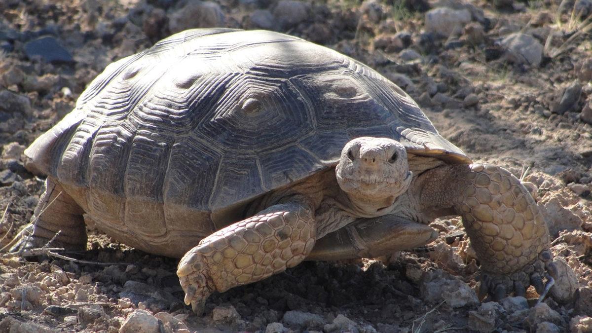 Okuduktan Sonra ‘En Asosyal Hayvan’ Diyeceğiniz Kaplumbağalar Hakkında 11 Şaşırtıcı Gerçek