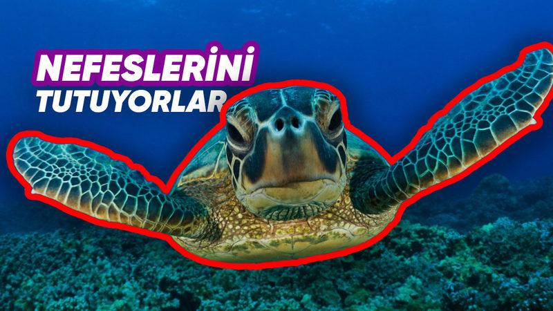 Okuduktan Sonra ‘En Asosyal Hayvan’ Diyeceğiniz Kaplumbağalar Hakkında 11 Şaşırtıcı Gerçek