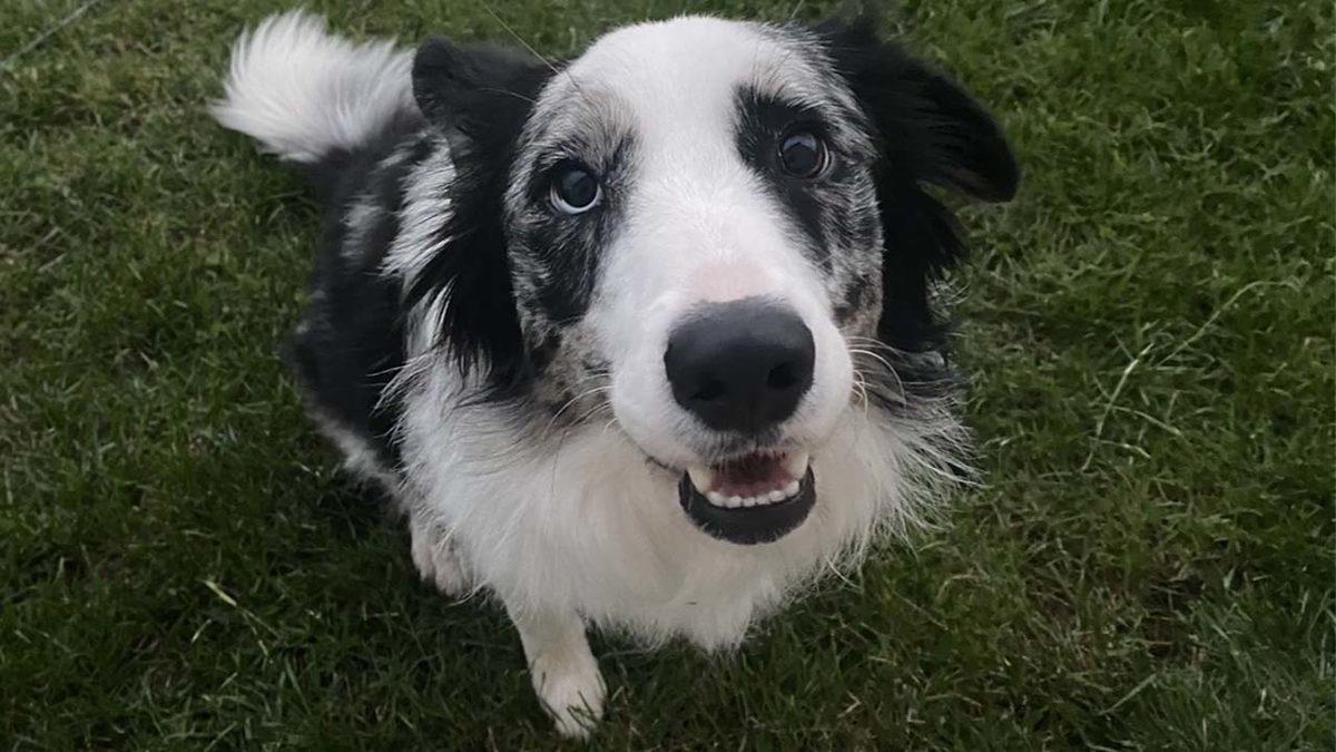 ChatGPT, Bir Köpeğin Hayatını Kurtardı: Veterinerin Bulamadığı Hastalık, GPT-4 ile Tespit Edildi