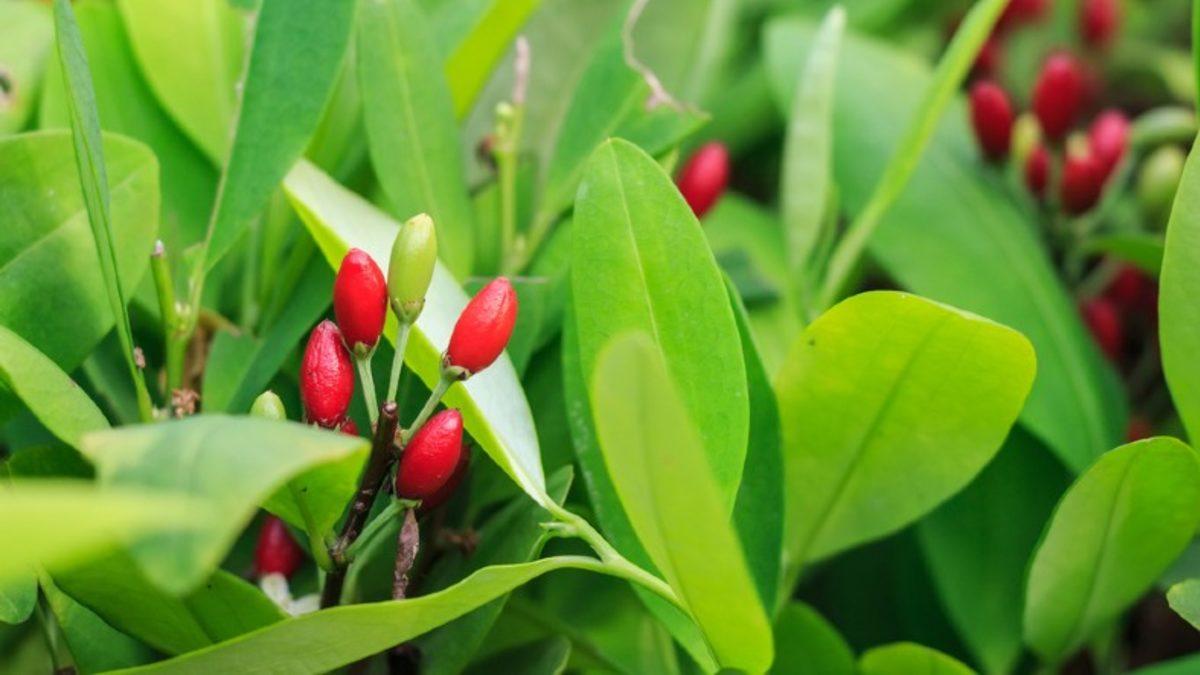 Coca-Cola’nın İlaç Bağımlısı Mucidinin Trajik Hikayesi: İcat Ettiği İçeceğe Bağımlılık Yapan Maddeler Katıyordu
