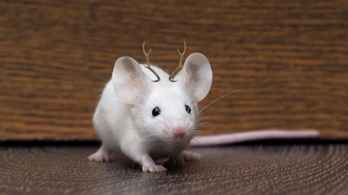 Sadist Korku Filmlerini Aratmıyor: Hayvanlar Üzerinde Yapılan Sıra Dışı Acımasız Deneyler