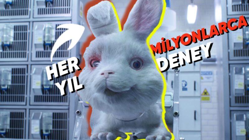 Sadist Korku Filmlerini Aratmıyor: Hayvanlar Üzerinde Yapılan Sıra Dışı Acımasız Deneyler