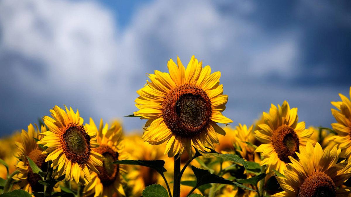 Güneş’e Baktığı İçin Diğer Dillerde 