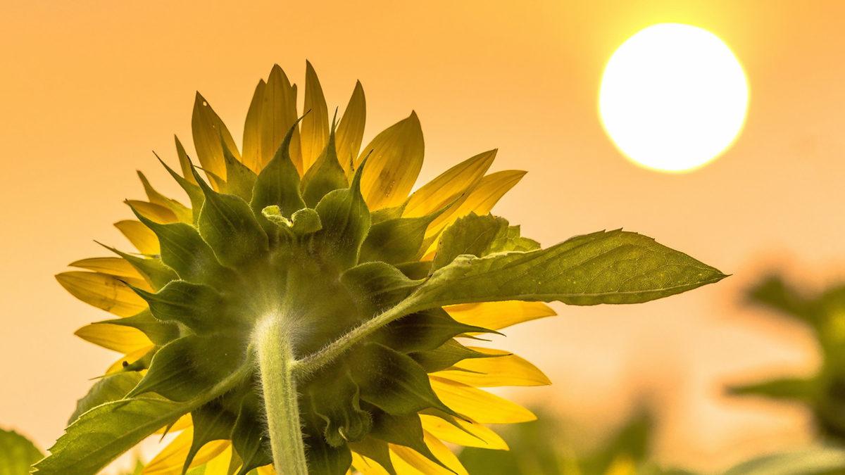 Güneş’e Baktığı İçin Diğer Dillerde 