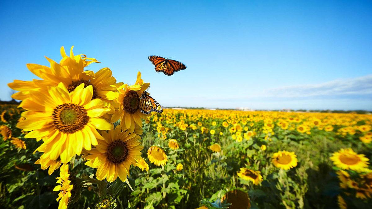 Güneş’e Baktığı İçin Diğer Dillerde 