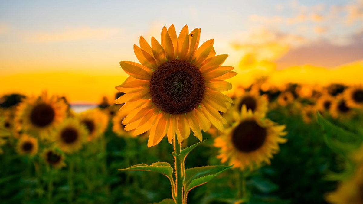 Güneş’e Baktığı İçin Diğer Dillerde 