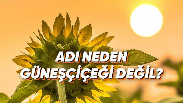 Güneş’e Baktığı İçin Diğer Dillerde "Sunflower" Gibi İsimler Verilen Ayçiçeği, Türkçede Neden Ay ile İlişkilendirilmiştir?