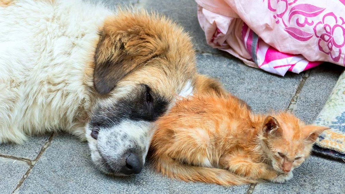 Turistlerin Bile Dikkatini Çekiyor: Türkler Olarak Hayvanları Neden Bu Kadar Çok Seviyoruz?