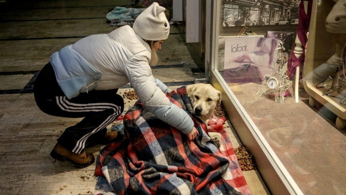 Turistlerin Bile Dikkatini Çekiyor: Türkler Olarak Hayvanları Neden Bu Kadar Çok Seviyoruz?