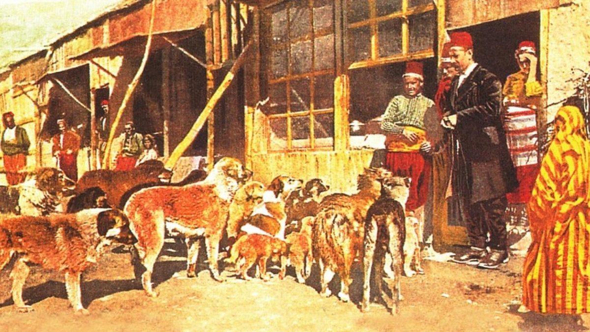 Turistlerin Bile Dikkatini Çekiyor: Türkler Olarak Hayvanları Neden Bu Kadar Çok Seviyoruz?