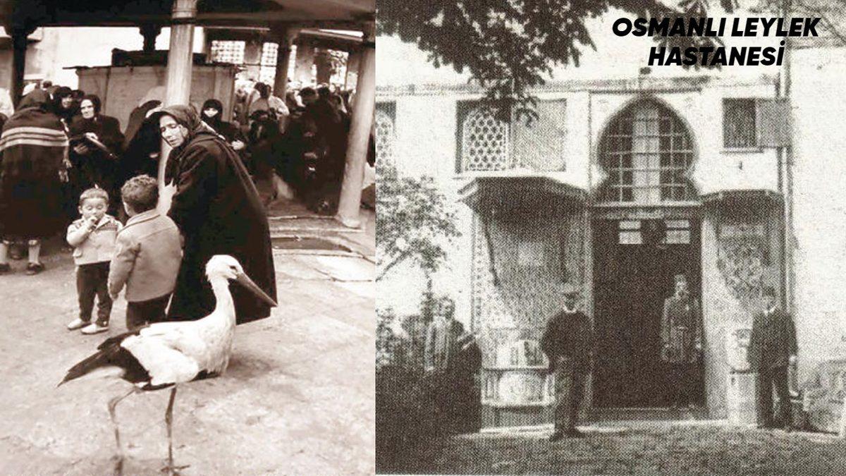 Turistlerin Bile Dikkatini Çekiyor: Türkler Olarak Hayvanları Neden Bu Kadar Çok Seviyoruz?