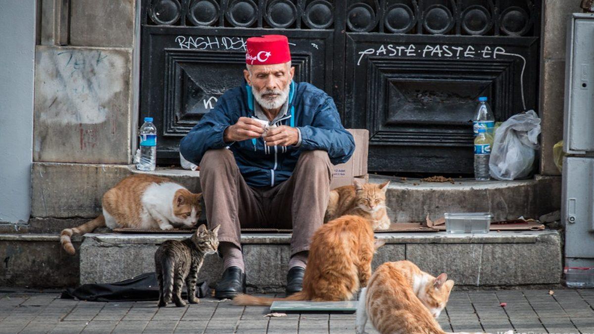 Turistlerin Bile Dikkatini Çekiyor: Türkler Olarak Hayvanları Neden Bu Kadar Çok Seviyoruz?
