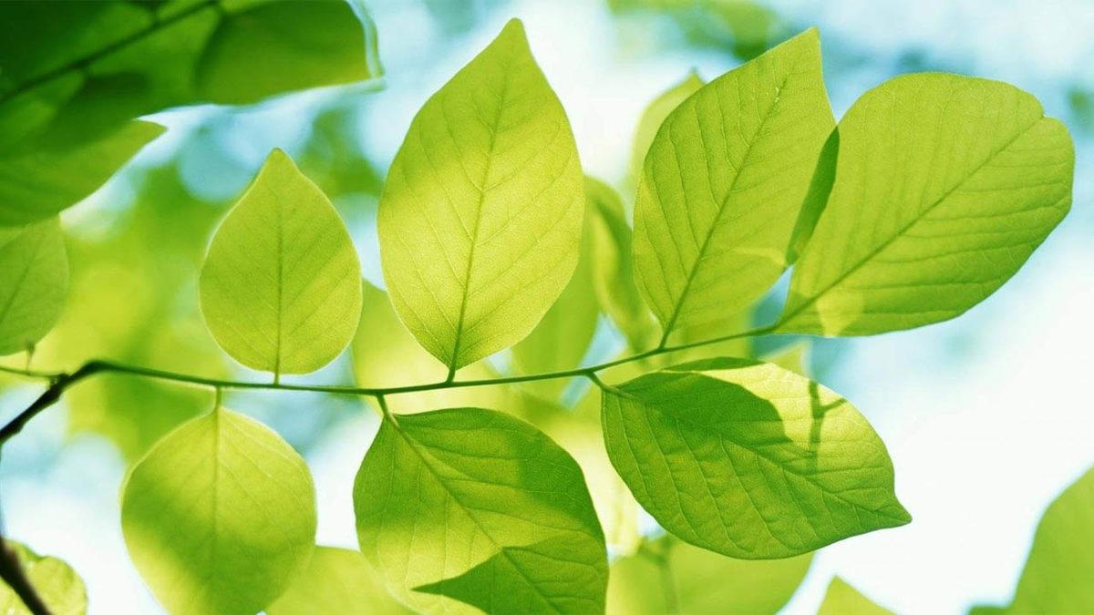 Fotosentezle Elektrikli Otomobillerin Bile Şarj Edilebileceği Keşfedildi (Siz Yine de Fişi Saksıya Takmayın)