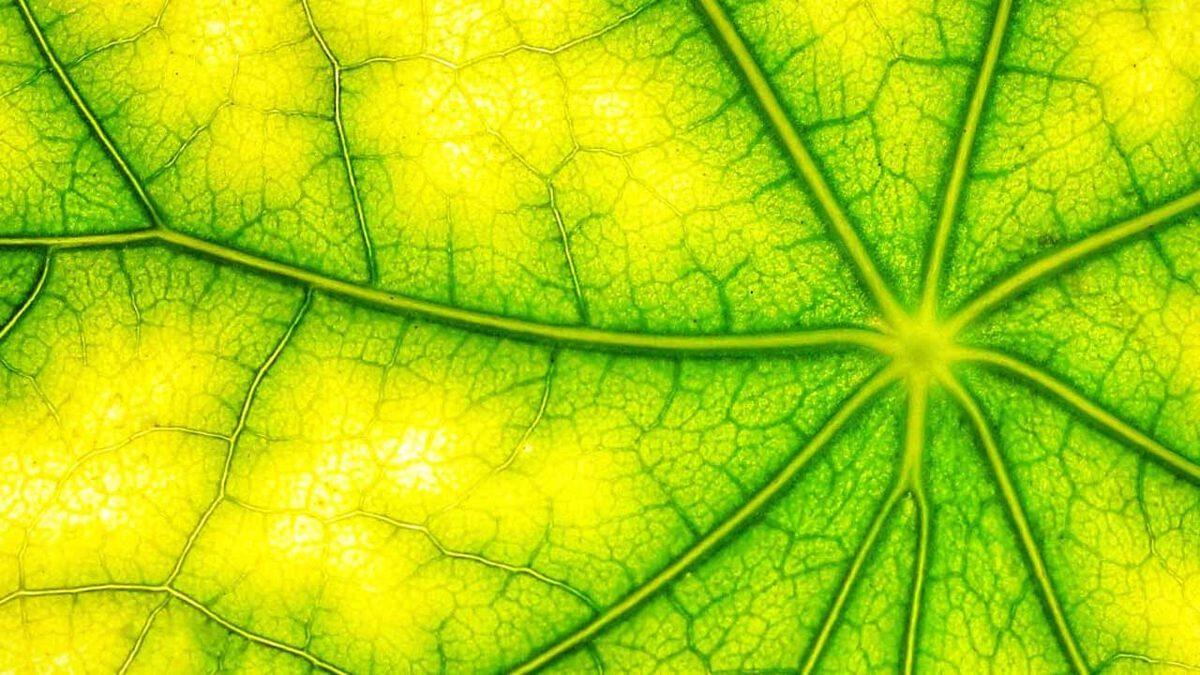 Fotosentezle Elektrikli Otomobillerin Bile Şarj Edilebileceği Keşfedildi (Siz Yine de Fişi Saksıya Takmayın)