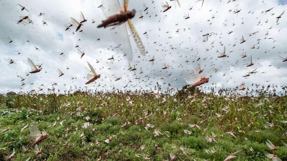 Çinlilerin Böcek Yemeye Başlamasının Fitilini Ateşleyen Acılarla Dolu Karanlık Dönem