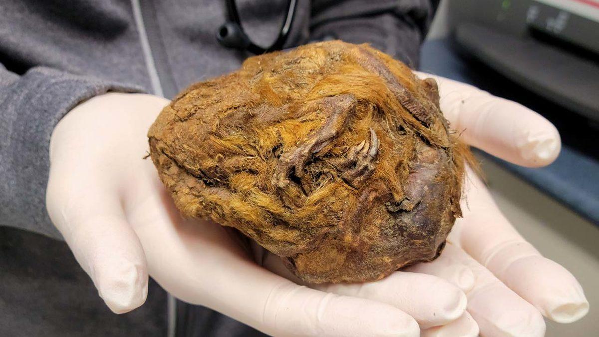 30 Bin Yıl Önce Donarak Ölmüş Bir Sincap Bulundu (Kemikleri Bile Sapasağlam)