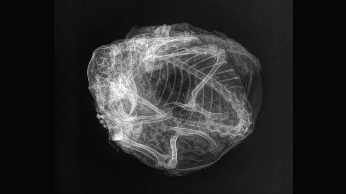 30 Bin Yıl Önce Donarak Ölmüş Bir Sincap Bulundu (Kemikleri Bile Sapasağlam)