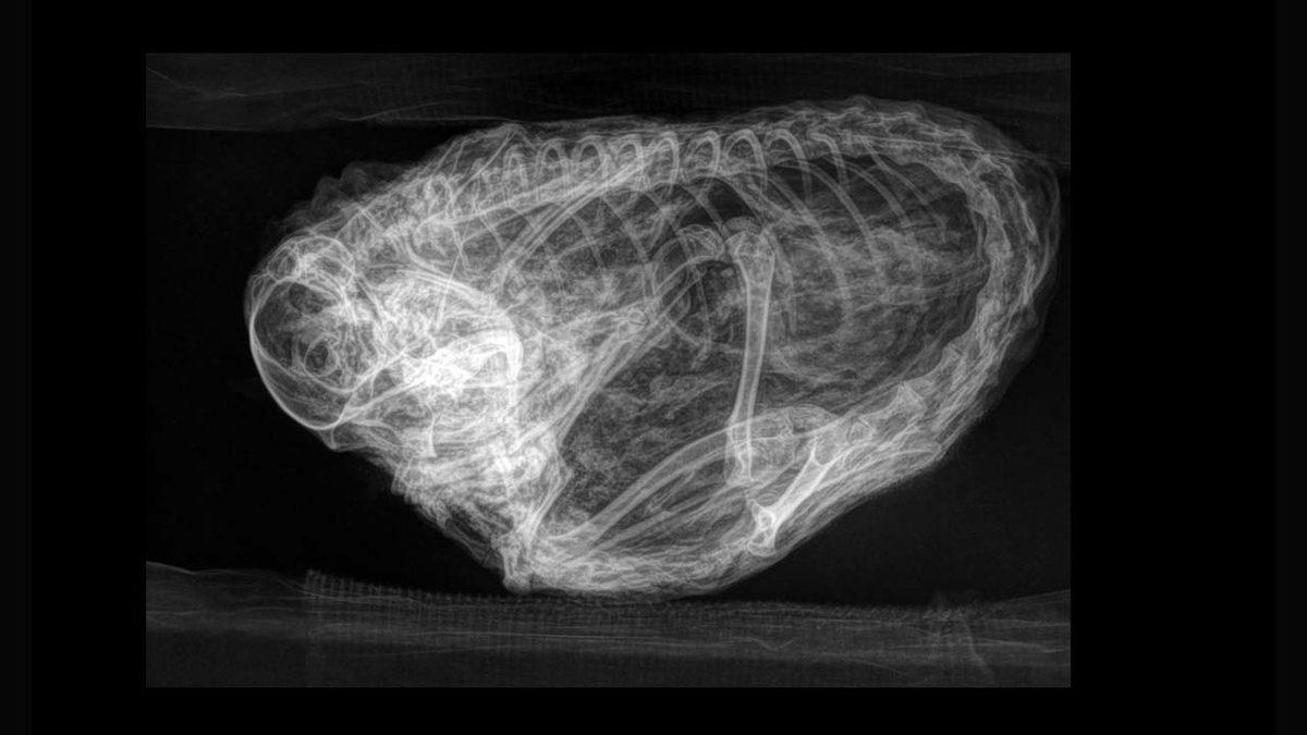 30 Bin Yıl Önce Donarak Ölmüş Bir Sincap Bulundu (Kemikleri Bile Sapasağlam)