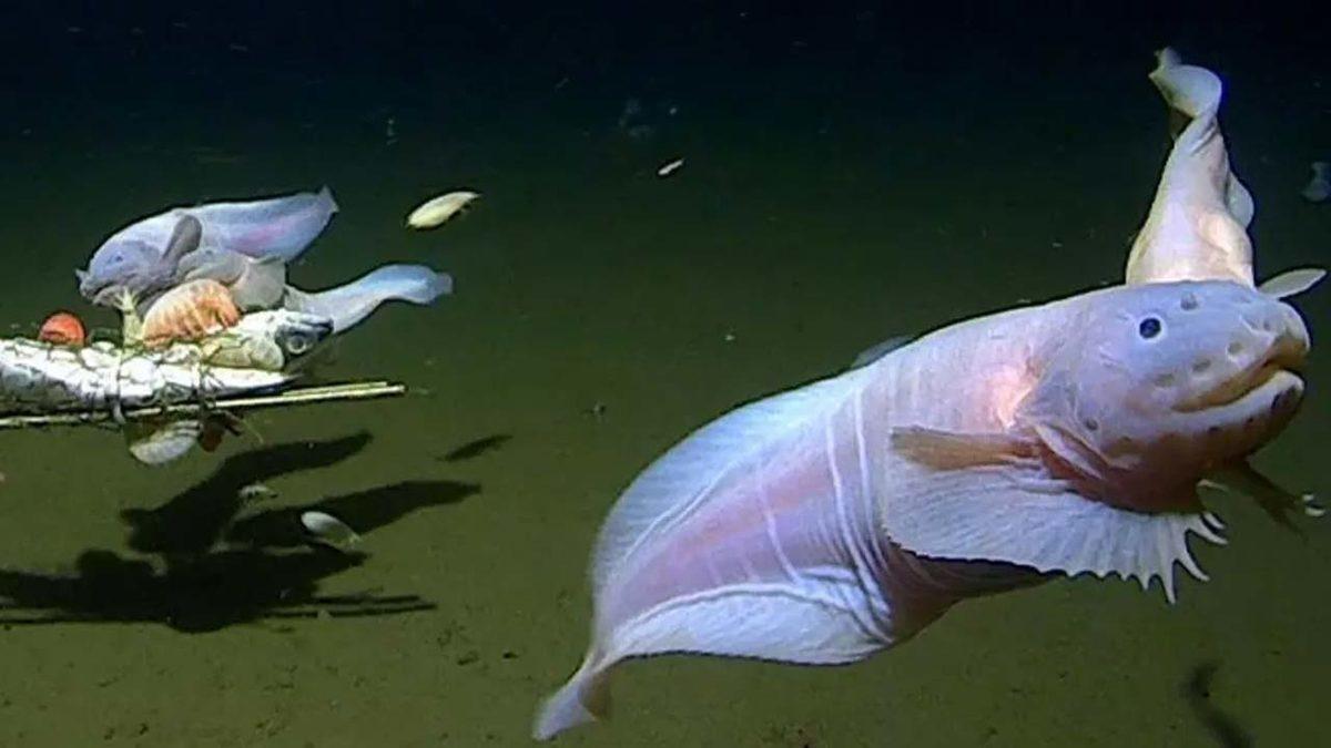 Okyanusun 8.000 Metre Dibinde Yaşayan Balık İlk Kez Görüntülendi [Video]