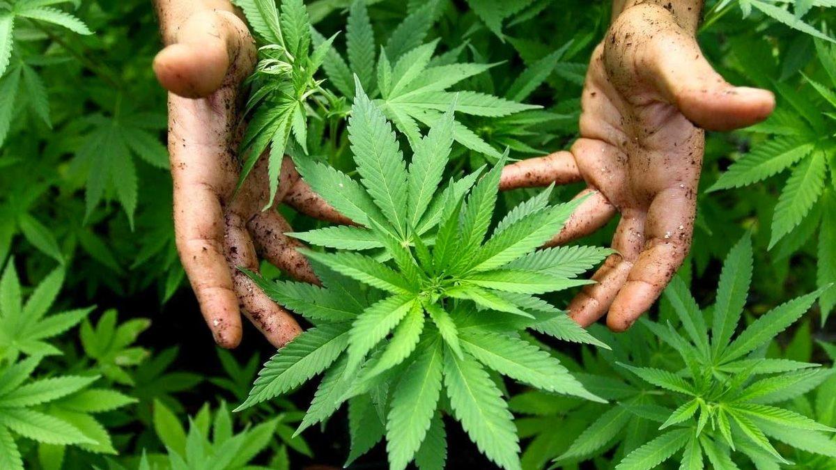 Türkiye’de Kenevir Üretimi Yasallaştı: Ama Sadece Tıbbi Kullanım İçin