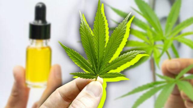 Türkiye’de Kenevir Üretimi Yasallaştı: Ama Sadece Tıbbi Kullanım İçin