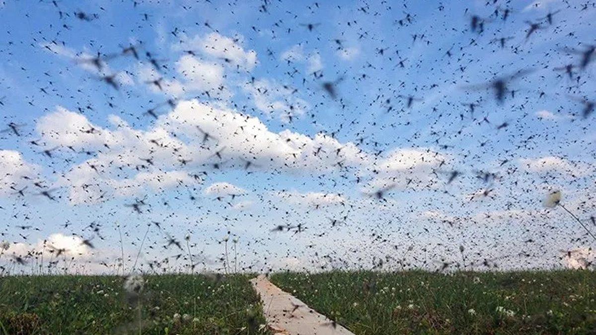 Sivrisineklerin Toplu Bir Halde Başımızın Üstünde Uçuşmalarının Sizi Pek de Memnun Etmeyecek Sebebi