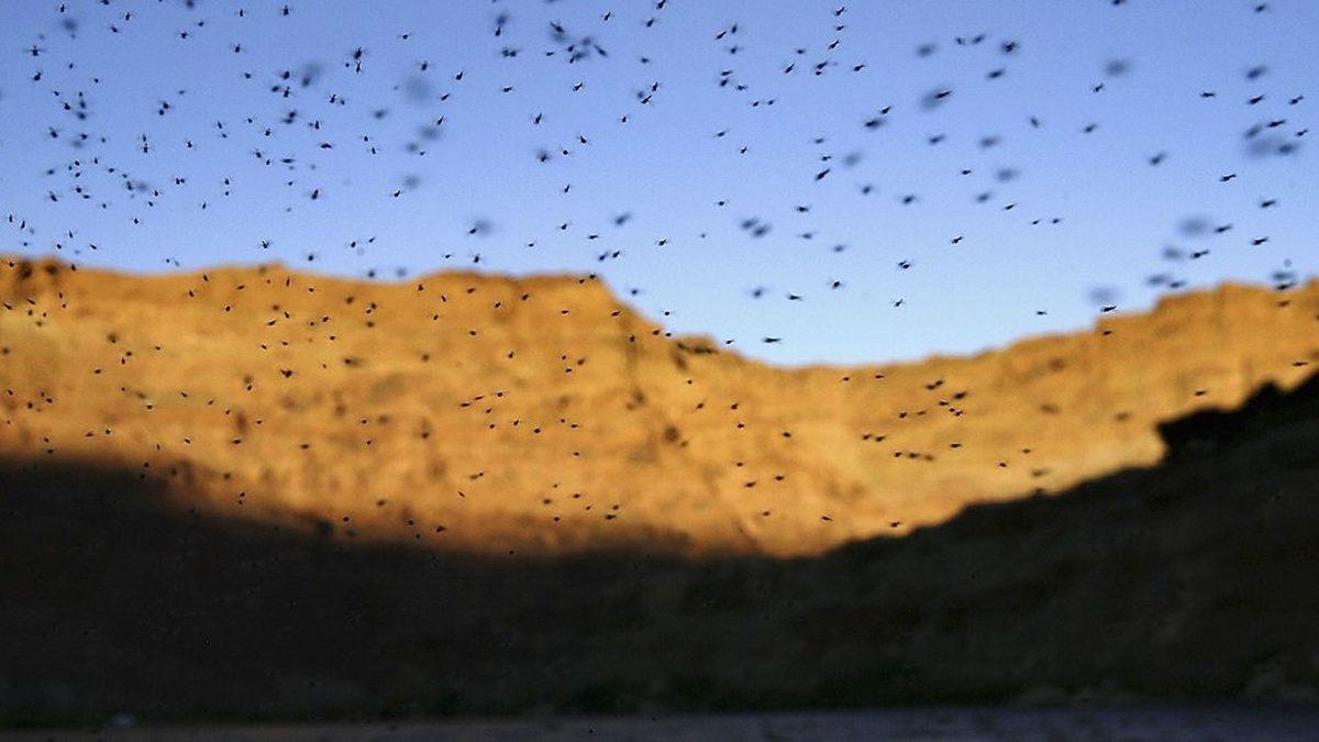 Sivrisineklerin Toplu Bir Halde Başımızın Üstünde Uçuşmalarının Sizi Pek de Memnun Etmeyecek Sebebi