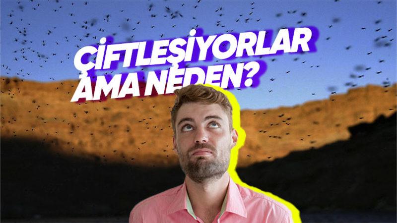 Sivrisineklerin Toplu Bir Halde Başımızın Üstünde Uçuşmalarının Sizi Pek de Memnun Etmeyecek Sebebi