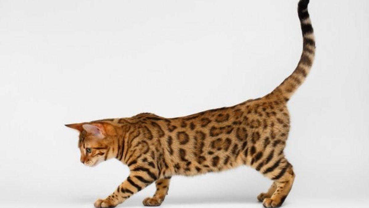 Kedinizin Size Ne Mesaj Vermek İstediğini Beden Dilinden ve Yüz İfadelerinden Anlayabilmenizi Sağlayacak 20 Tüyo