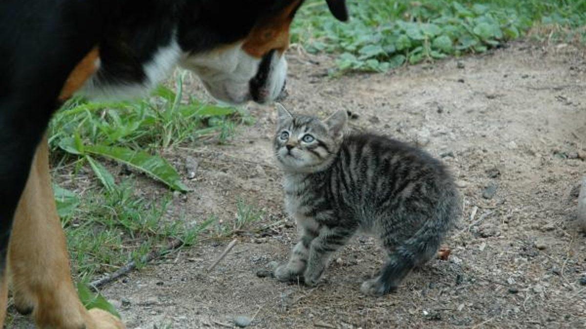 Kedinizin Size Ne Mesaj Vermek İstediğini Beden Dilinden ve Yüz İfadelerinden Anlayabilmenizi Sağlayacak 20 Tüyo
