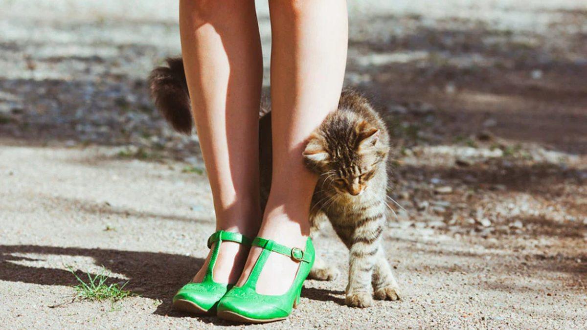 Kedinizin Size Ne Mesaj Vermek İstediğini Beden Dilinden ve Yüz İfadelerinden Anlayabilmenizi Sağlayacak 20 Tüyo