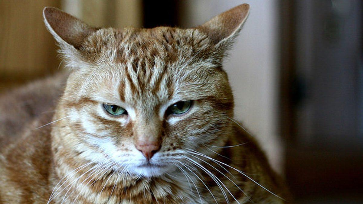 Kedinizin Size Ne Mesaj Vermek İstediğini Beden Dilinden ve Yüz İfadelerinden Anlayabilmenizi Sağlayacak 20 Tüyo