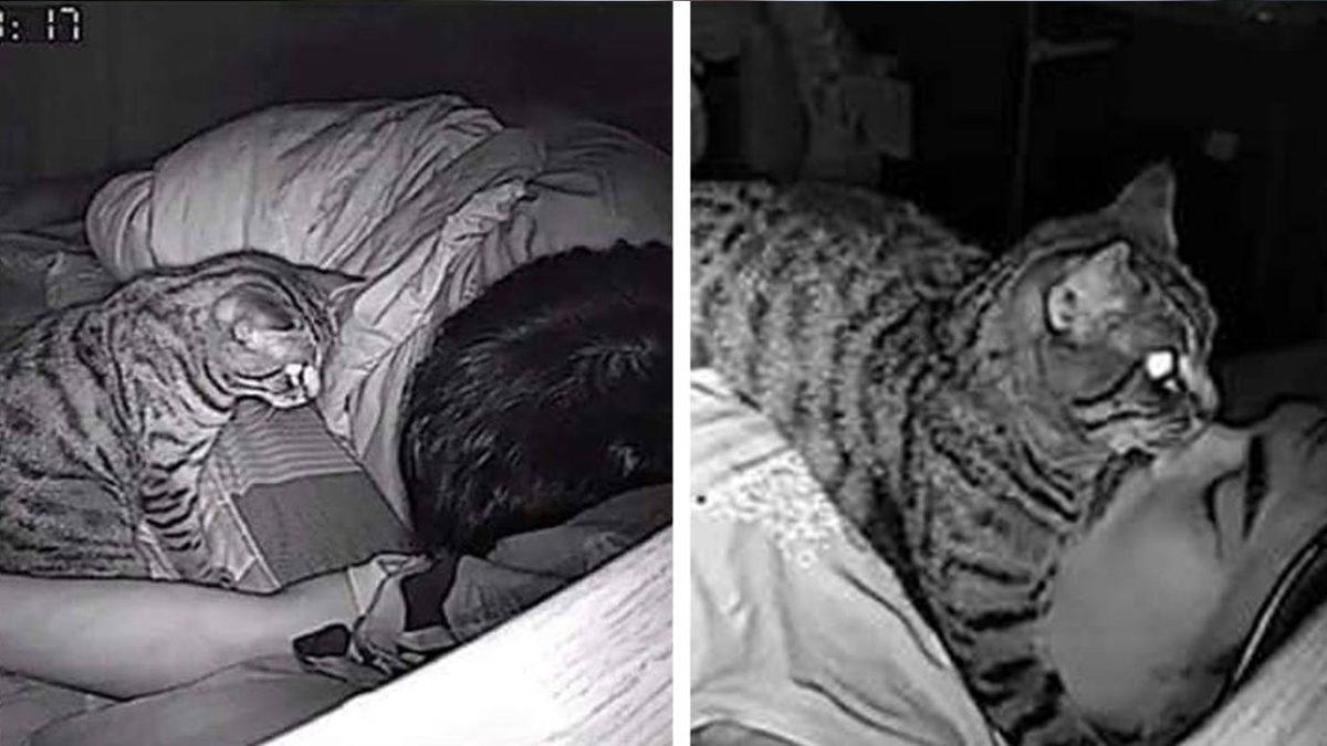 Kedinizin Size Ne Mesaj Vermek İstediğini Beden Dilinden ve Yüz İfadelerinden Anlayabilmenizi Sağlayacak 20 Tüyo