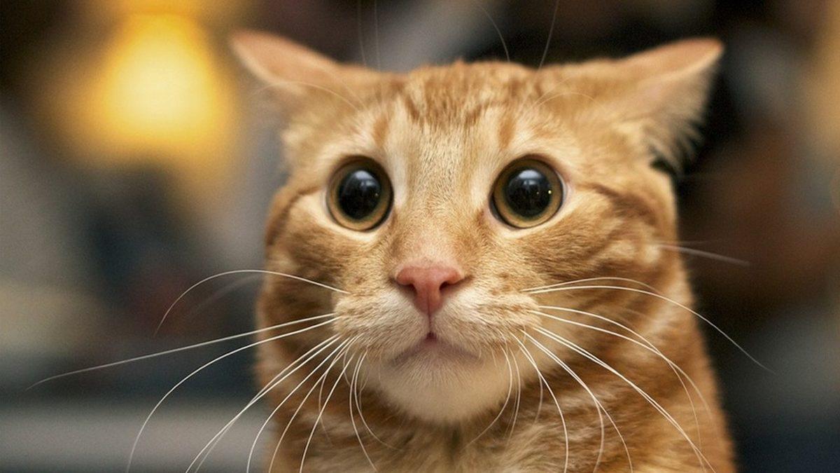 Kedinizin Size Ne Mesaj Vermek İstediğini Beden Dilinden ve Yüz İfadelerinden Anlayabilmenizi Sağlayacak 20 Tüyo