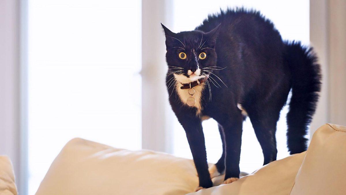 Kedinizin Size Ne Mesaj Vermek İstediğini Beden Dilinden ve Yüz İfadelerinden Anlayabilmenizi Sağlayacak 20 Tüyo