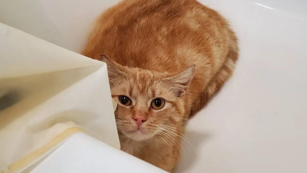 Kedinizin Size Ne Mesaj Vermek İstediğini Beden Dilinden ve Yüz İfadelerinden Anlayabilmenizi Sağlayacak 20 Tüyo