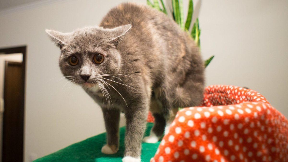 Kedinizin Size Ne Mesaj Vermek İstediğini Beden Dilinden ve Yüz İfadelerinden Anlayabilmenizi Sağlayacak 20 Tüyo