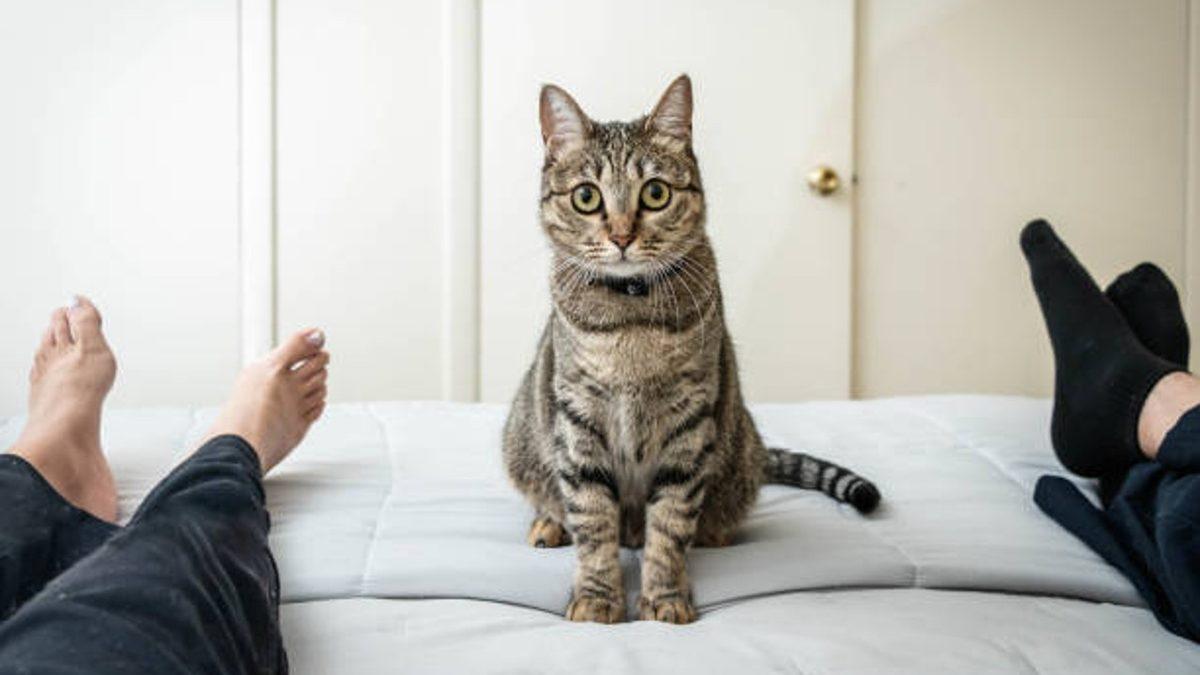 Kedinizin Size Ne Mesaj Vermek İstediğini Beden Dilinden ve Yüz İfadelerinden Anlayabilmenizi Sağlayacak 20 Tüyo