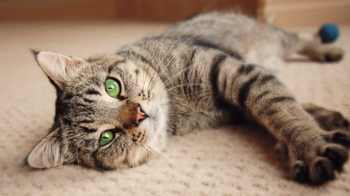 Kedinizin Size Ne Mesaj Vermek İstediğini Beden Dilinden ve Yüz İfadelerinden Anlayabilmenizi Sağlayacak 20 Tüyo