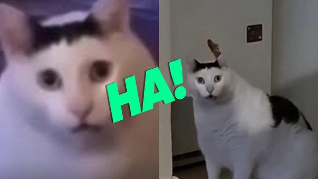 Kedinizin Size Ne Mesaj Vermek İstediğini Beden Dilinden ve Yüz İfadelerinden Anlayabilmenizi Sağlayacak 20 Tüyo