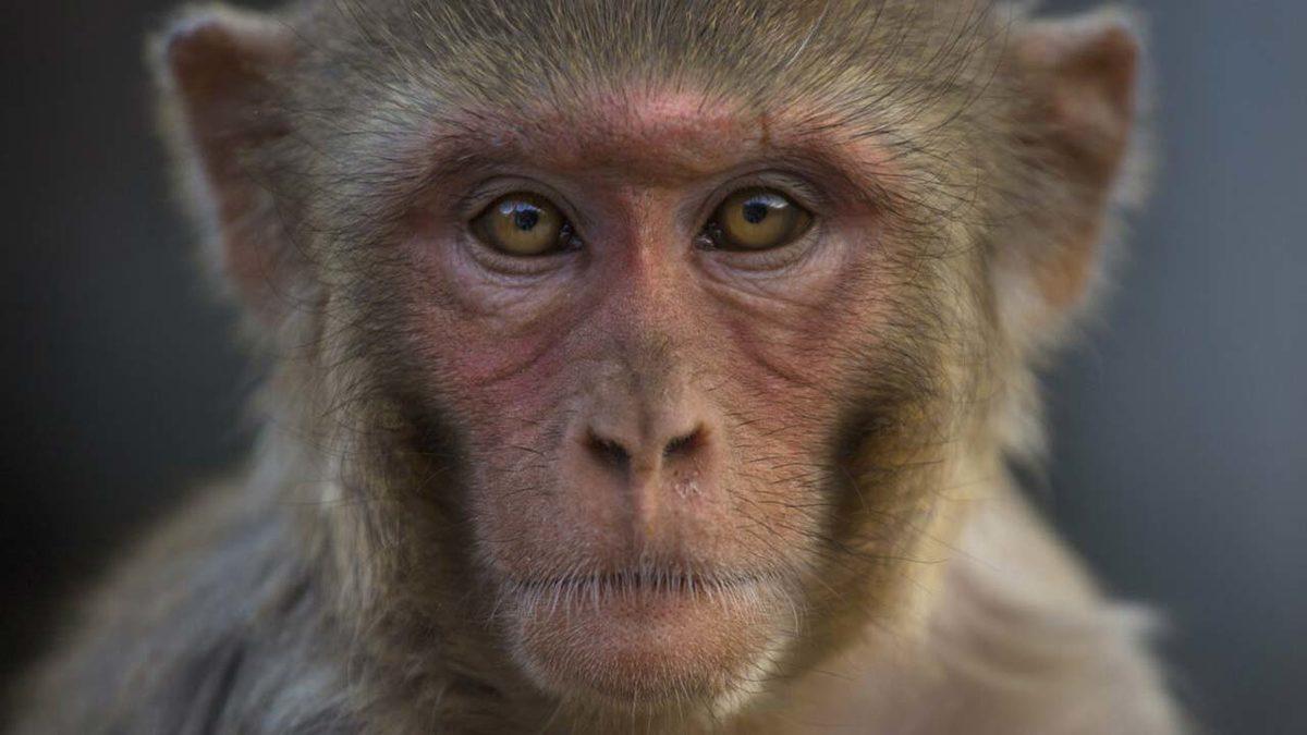 İlk Kez Bir Maymun, Yapay Embriyo ile Hamile Kaldı