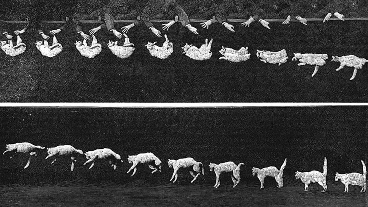 Kedilerin Dokuz Canlı Olduğu Efsanesi Nereden Geliyor?